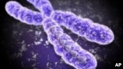 Chromosome