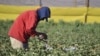 EMD 02-18 / Inseguridad alimentaria en países del triángulo norte