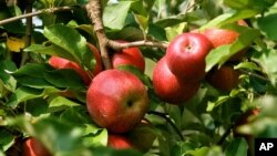 مشکل عمدۀ دهقانان افغان بازاریابی محدود برای محصولات شان است