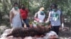 Seekor harimau Sumatra betina yang ditemukan mati di Aceh Selatan saat akan dilakukan nekropsi oleh Tim dokter hewan BKSDA Aceh (foto: courtesy).