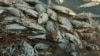 Australia Plans to Rescue at-Risk Native Fish