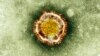 Una imagen de archivo de un coronavirus en el microscopio electrónico.