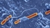 Shigella Sonsei bacterium (phto by Dave Goulding)