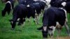 FILE - Dairy cows eat grass in a paddock on the New South Wales south coast near the town of Nowra, Australia. China is Australia’s biggest trading partner, but as a long mining boom fades, new ways to prosperity are being sought.
