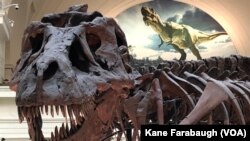 "Sue" el Tiranosaurio Rex en su actual lugar de exposición en el Stanley Field Hall del Museo Field en Chicago.