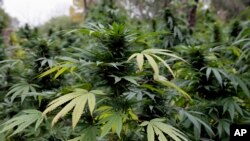 Louisiana se suma a más de 30 estados que permiten la marihuana medicinal. Y aunque la marihuana está prohibida a nivel federal, una enmienda del Congreso impide que el Departamento de Justicia interfiera con los programas de marihuana medicinal de los estados.