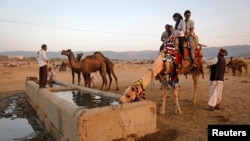 Tourists sit on a camel as it takes a drink of water at Pushkar Fair in the desert Indian state of Rajasthan November 23, 2012.