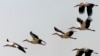 FILE - Storks fly in formation near Alfaro in northern Spain.