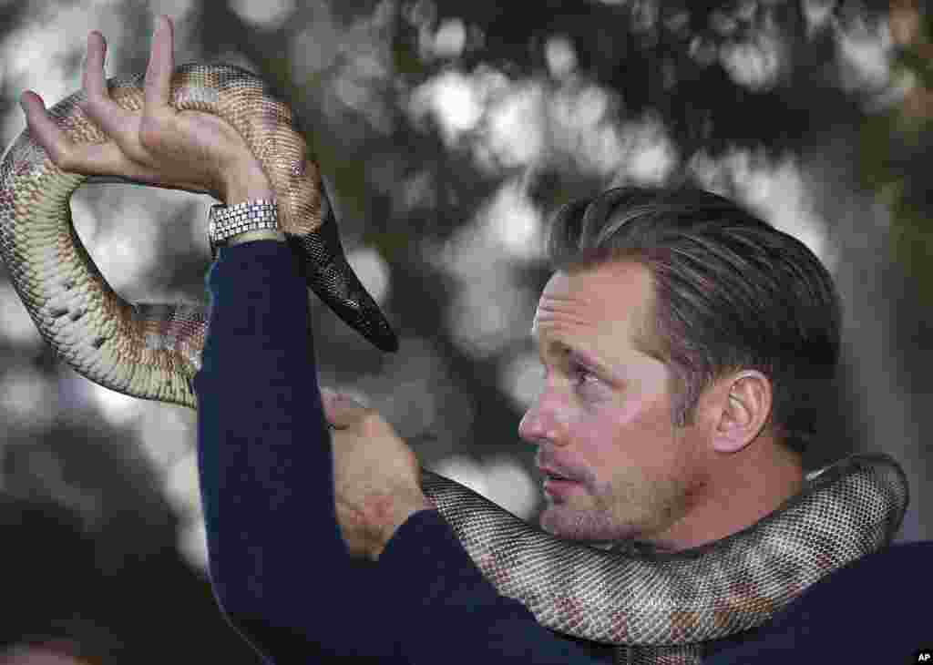 Aktor Alexander Skarsgard, yang berperan sebagai Tarzan dalam film&nbsp;The Legend of Tarzan berpose dengan ular python di kebun binatang Sydney, Australia.&nbsp;