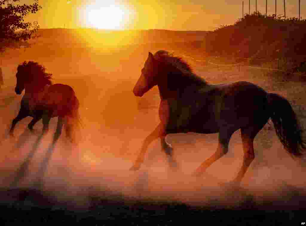 Iceland horses run in their paddock at a stud farm as the sun rises in Wehrheim near Frankfurt, Germany.