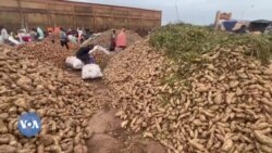 Bobo Dioulasso la, woso tɔni caman bɛ bɔ sugu la