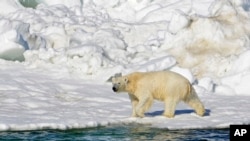 Foto de un oso polar en el mar de Chukchi, en Alaska, publicada en 2014 publicada por el Servicio Geológico de Estados Unidos.
