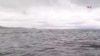 Ballena atrapa en la boca y luego escupe a joven en costas del sur de Chile