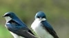 Many common backyard birds nest across North America and migrate through the Gulf of Mexico.