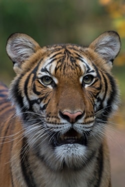 Ella es Nadia, la tigre malaya de 4 años del zoológico del Bronx que dio positivo para la COVID-19. Foto: Reuters.