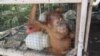 Orangutan Sumatera yang dikurung dalam kandang dan kemudian diselamatkan oleh petugas dari tangan warga di Kabupaten Aceh Barat Daya (courtesy: YOSL-OIC)