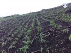 Las plantaciones aún están en desarrollo por lo que son vulnerables a las plagas. [Foto: Daliana Ocaña]