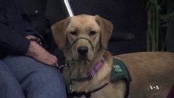 K9 Flight School Trains Dogs for Air Travel