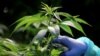 Ecuador debate aborto y uso medicinal del cannabis