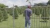 Agricultores en Panamá son pieza clave de los símbolos típicos de la Navidad