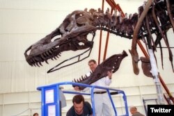 "Sue" - durante la instalación de su primera exhibición el el Museo Field de Chicago. Foto: @MuseoField.