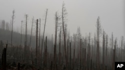 Una fuerte tormenta sobre el norte de Europa desde el 21 de diciembre ha causado daños en bosques, inundaciones en áreas urbanas e interrupciones en medios de transporte. 