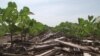 Supercharged Plants Aim to Boost Food Production