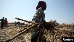A laborer gathers sugarcane at a commercial farmland in Numan community, Adamawa state, northeast of Nigeria, Nov. 2009.