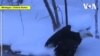 Des volontaires secourent Icy Eagle et le rendent sauvage
