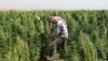FILE - A man works in a field of cannabis at Hermel, Bekaa.