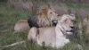 Zambia imposes temporary ban on lion and leopard hunting in certain areas.