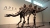 Kerangka stegosaurus dipamerkan di Sotheby's New York di New York, Rabu, 10 Juli 2024. (Foto: AP)