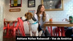 "Baloo" acompaña a su dueña, María Daniela Dugarte, mientras espera ser atendida en una arepera de Caracas