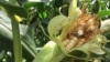 The fall armyworm can finish a whole cob of maize in a matter of days. The armyworm is seen in Zhombe, Zimbabwe, February 2017. (S. Mhofu/VOA)