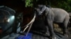 Gajah Sakit Dipulangkan dari Sri Lanka ke Thailand 