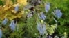 Corydalis blossoms (Creative Commons-Wikimedia)