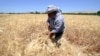 FILE - A farmer harvests wheat in a field in Jdeidet Artouz, a suburb southwest of Damascus, Syria, June 19, 2017. This year's crop yields are significantly lower than last year's, a FAO/WFP report has found.