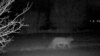 Rare Snow Leopards Spotted Near Kazakh City Amid COVID Lockdown