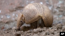 Este armadillo de Brasil es uno de los animales en peligro de extinción