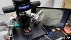 ARCHIVO - Personal de laboratorio utiliza un soporte de microscopio y controles manuales articulados para extraer células de embriones de entre 1 y 7 días, en el laboratorio de fertilización in vitro del Aspire Houston Fertility Institute el 27 de febrero de 2024, en Houston.