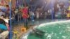 Sirkus lumba-lumba di Medan yang banyak menuai protes dari kalangan aktivis satwa dan lingkungan, Jumat (21/6) (foto: VOA/Anugrah Andriansyah)