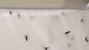 Los indígenas yukpa sufren la vuelta de la malaria a Venezuela