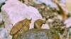 Foothill yellow-legged frog