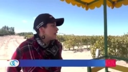 Pareja mexicana desarrolla un viñedo en pleno desierto 