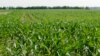 Researchers: Bacteria Could Help Reduce 'Greenhouse' Gas 