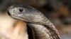 A Naja Ashei, a giant spitting cobra measuring nearly nine feet and carrying enough venom to kill at least 15 people, is seen in this picture released by WildlifeDirect. 