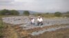 Nicaragua: agricultores preocupados por cosechas tras paso de huracanes