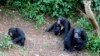 Philip, à droite, le chimpanzé dominant du sanctuaire des chimpanzés de Tacugama, est assis avec d'autres chimpanzés orphelins à l'extérieur de Freetown, la capitale de la Sierra Leone, le 14 août 2007.