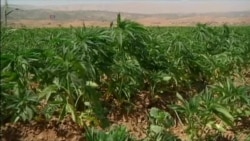 Syrian War Aids Lucrative Cannabis Farming In Lebanon