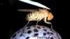 A fly on a laboratory treadmill